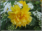 foto Fiori